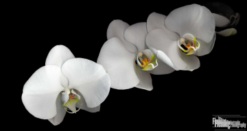 White orchid