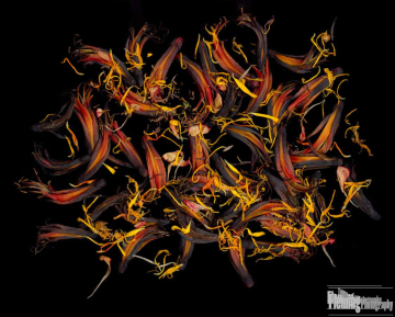 Phormium