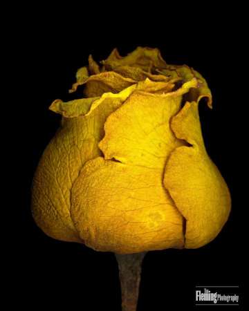 Fading Rose 6