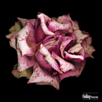 Fading Rose