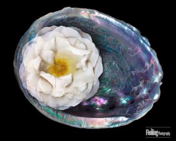 Abalone 4