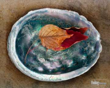 Abalone 3