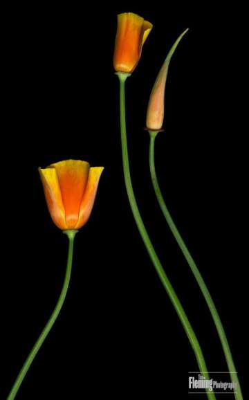 Poppies