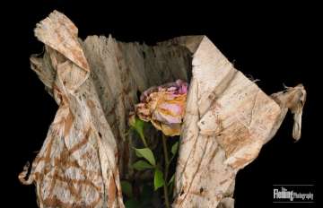 Shrouded Rose