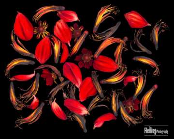Phormium 2