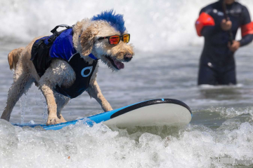 Surfin' Dog in Pacifica