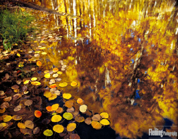 Aspen leaves, reflection