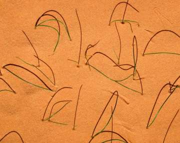 Desert Grass Abstract