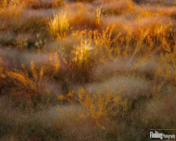 Morning Light