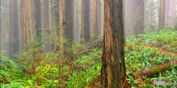 Redwoods and Morning Fog