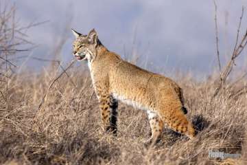 Bobcat