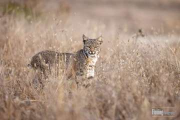 Bobcat