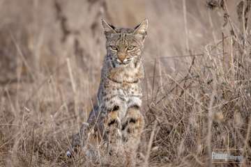 Bobcat