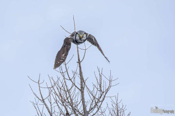 Northern Hawk Owl  (Surnia ulula) in the boreal forest of Saskatchewan, Canada