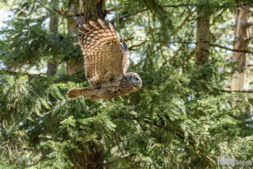 Great Gray Owl