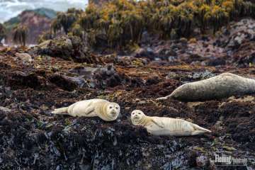 Harbor seal pups on rocky coast