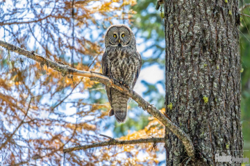 Great Gray Owl