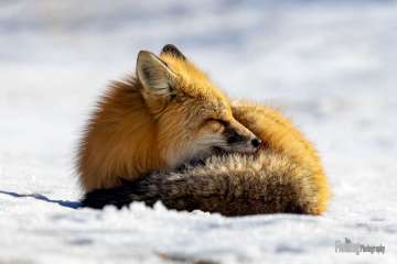 Red fox in snow