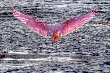 Roseate Spoonbill