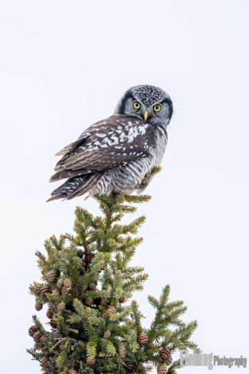 Northern Hawk Owl  (Surnia ulula) in the boreal forest of Saskatchewan, Canada