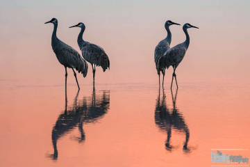 Sandhill Cranes