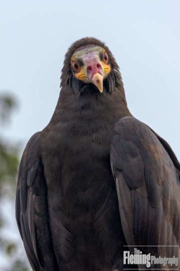 Lesser Yellow-headed vulture (Cathartes burrovianus)