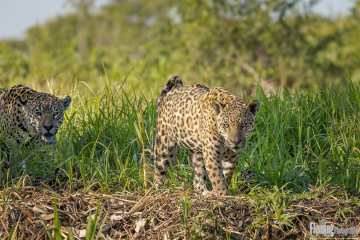 Jaguars walking on riverbank