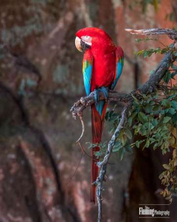 Red-and-green Macaw