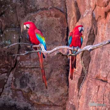 Red-and-green Macaws