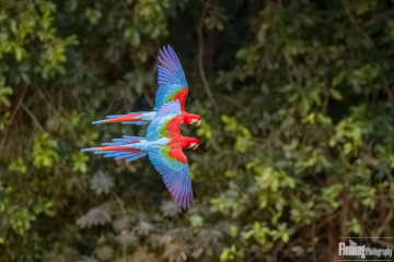 Two Red-and-green Macaws (Ara chloropterus) fly over the dense tree canopy of the Buraco das Araras, a Private Reserve of Natural Heritage in Brazil.