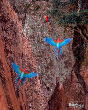 Red-and-green Macaws