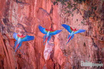 Red-and-green Macaws