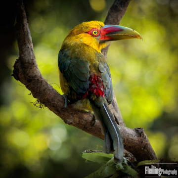 A Saffron toucanet (Pteroglossus bailloni) in the Atlantic Forest of south-eastern Brazil.