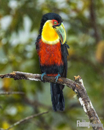 Red-breasted Toucan in the rain