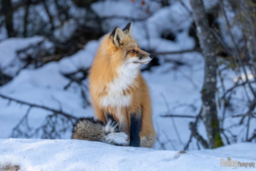 Red fox in Prince Albert National Park