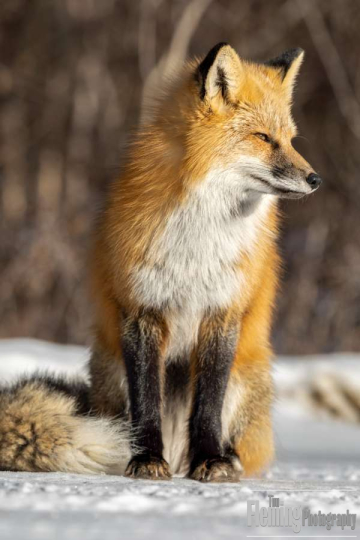 Red fox in Prince Albert National Park