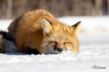 Red fox in snow