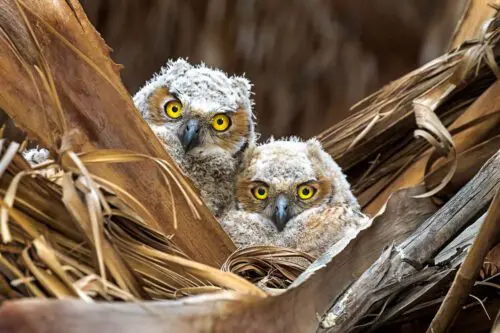 Great Horned Owlets