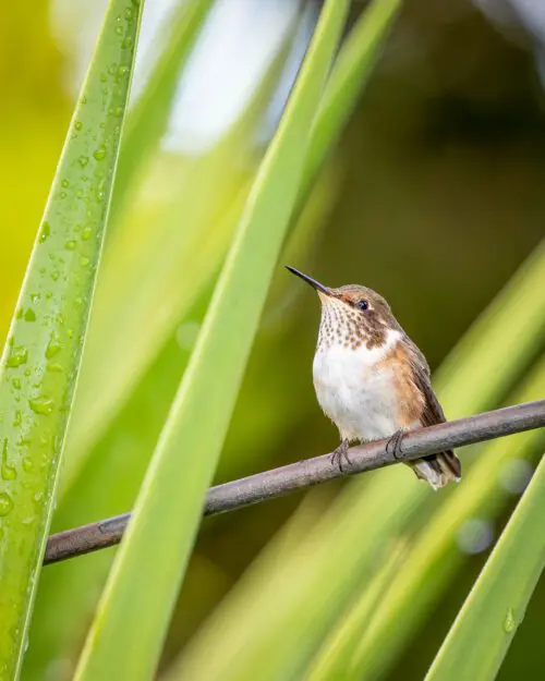 Scintillant Hummingbird