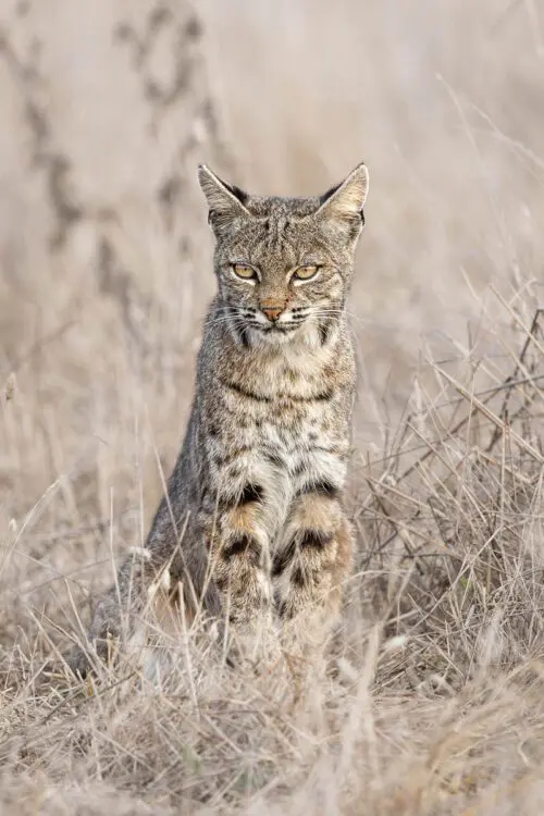 Bobcat