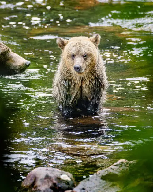 Grizzly Bear Cub