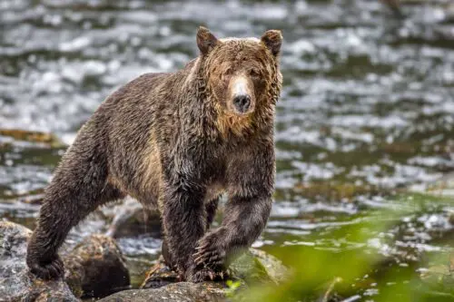 Shaggy Grizzly