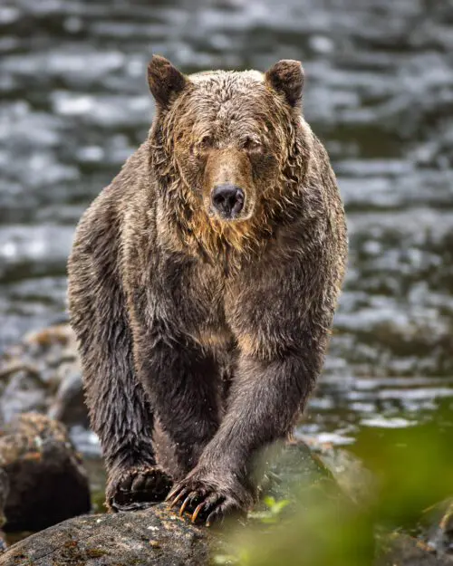 Grizzly Bear Approach