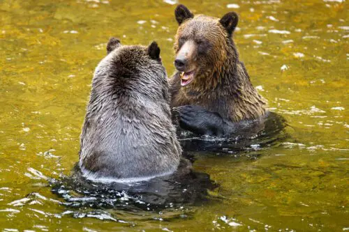 Grizzly Bear Courtship