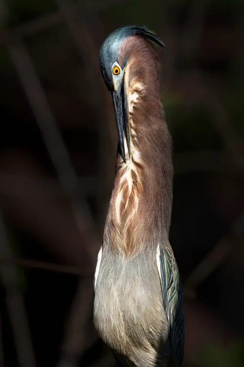 Green Heron