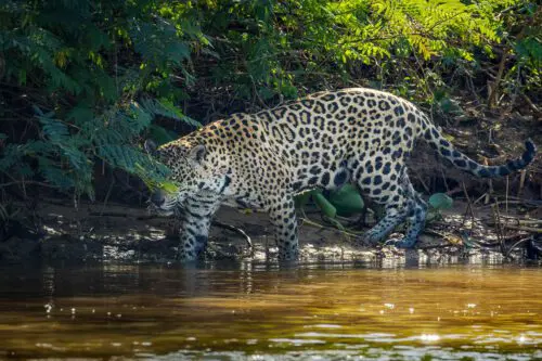 Female Jaguar