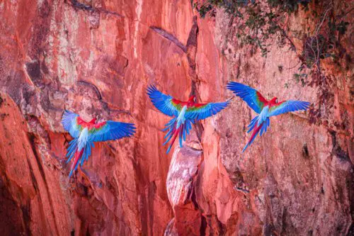 Red-and-green macaws