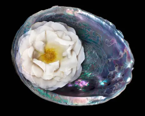 Abalone 4
