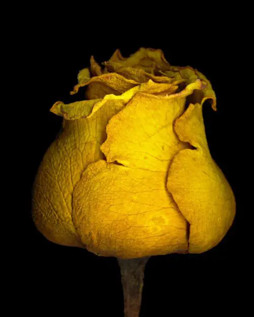 Close-up of a fading yellow rose with dark specks and curled, dry petals against a black background.