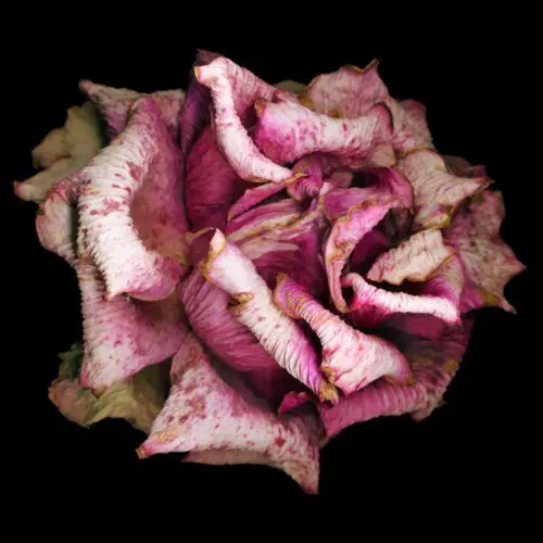 Close-up of a fading pink and white rose with dark specks and curled, dry petals against a black background.